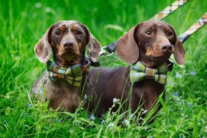 Doggie Bow Ties